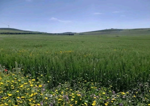 A Vendre terrain agricole a Zaghouan - Bien immobilier à {"id":24,"country_id":219,"name":"ZAGHOUAN","slug":"zaghouan"} - Agence Immobilière immo\'in