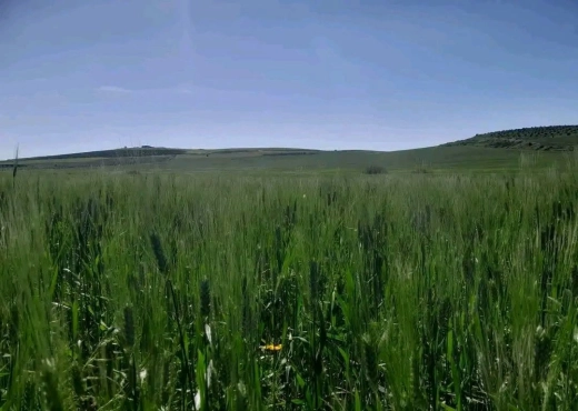 A Vendre terrain agricole a Zaghouan - Bien immobilier à {"id":24,"country_id":219,"name":"ZAGHOUAN","slug":"zaghouan"} - Image 3 - AGENCE ZAGHOUAN IMMOBILIER - Agence Immobilière AGENCE ZAGHOUAN IMMOBILIER
