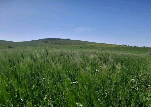 A Vendre terrain agricole a Zaghouan - Bien immobilier à {"id":24,"country_id":219,"name":"ZAGHOUAN","slug":"zaghouan"} - Image 2 - AGENCE ZAGHOUAN IMMOBILIER - Agence Immobilière AGENCE ZAGHOUAN IMMOBILIER